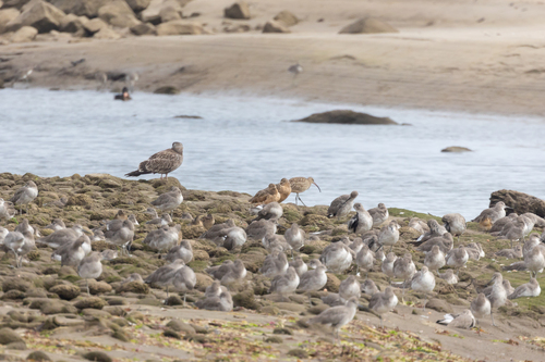 iNaturalist observation photo of Willet