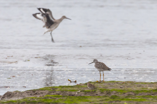 iNaturalist observation photo of Greater Yellowlegs