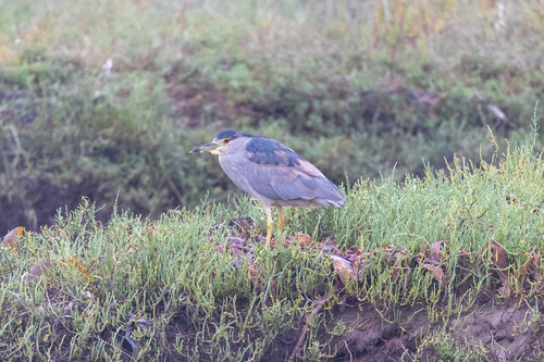 iNaturalist observation photo of Black-crowned Night Heron