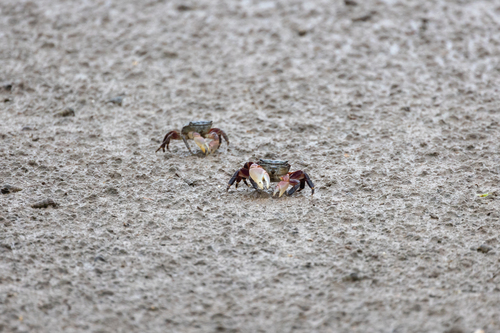 iNaturalist observation photo of Striped Shore Crab