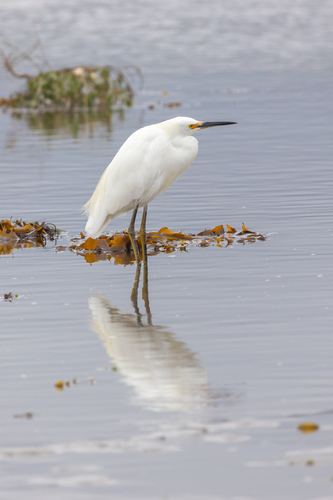 iNaturalist observation photo of Snowy Egret