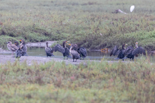 iNaturalist observation photo of Double-crested Cormorant