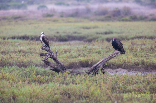 iNaturalist observation photo of Turkey Vulture