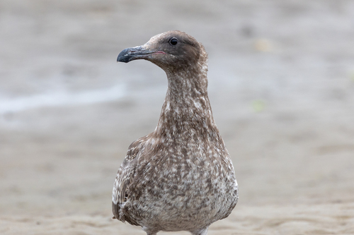 iNaturalist observation photo of Western Gull
