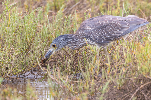 iNaturalist observation photo of Yellow-crowned Night Heron