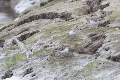 iNaturalist observation photo of Least Sandpiper