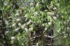 Salix caroliniana