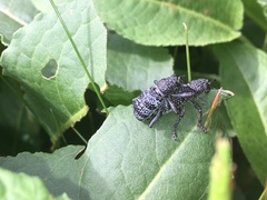 Aegorhinus superciliosus