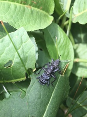 Aegorhinus superciliosus