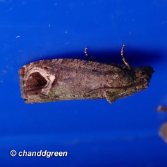 Sorolopha phyllochlora