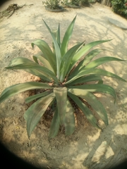 Agave beauleriana