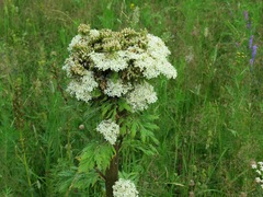 Pleurospermum uralense