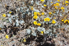 Bahiopsis reticulata