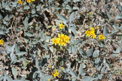 Bahiopsis reticulata