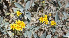 Bahiopsis reticulata