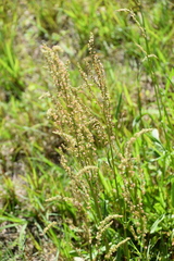 Rumex hastatulus