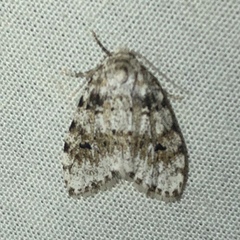 Clemensia ochreata