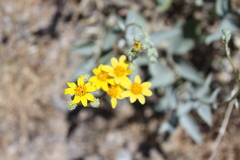 Bahiopsis reticulata