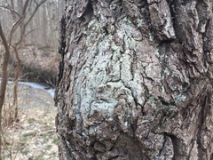 Lecanora nothocaesiella