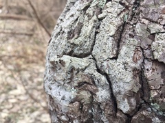 Lecanora nothocaesiella