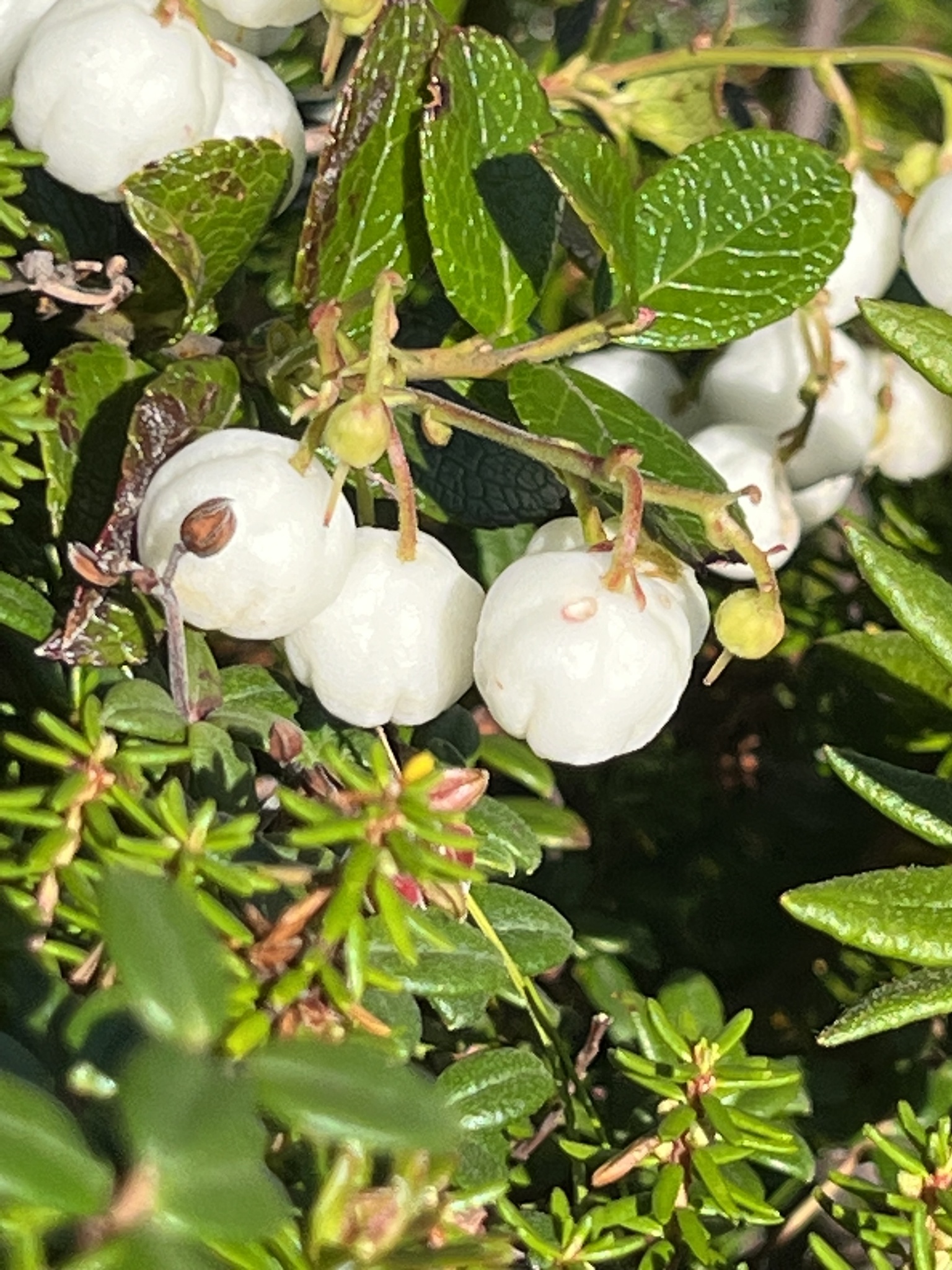 Gaultheria pyroloides