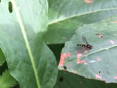Allograpta hortensis