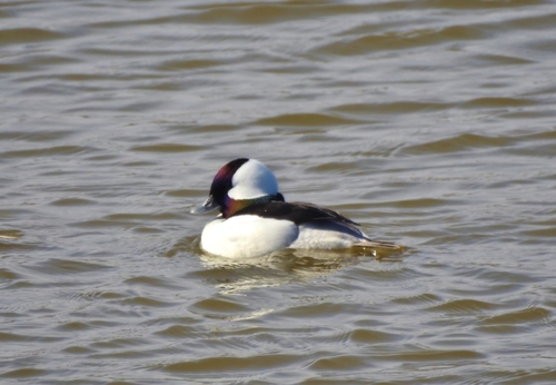 Bufflehead photographed in Ohio