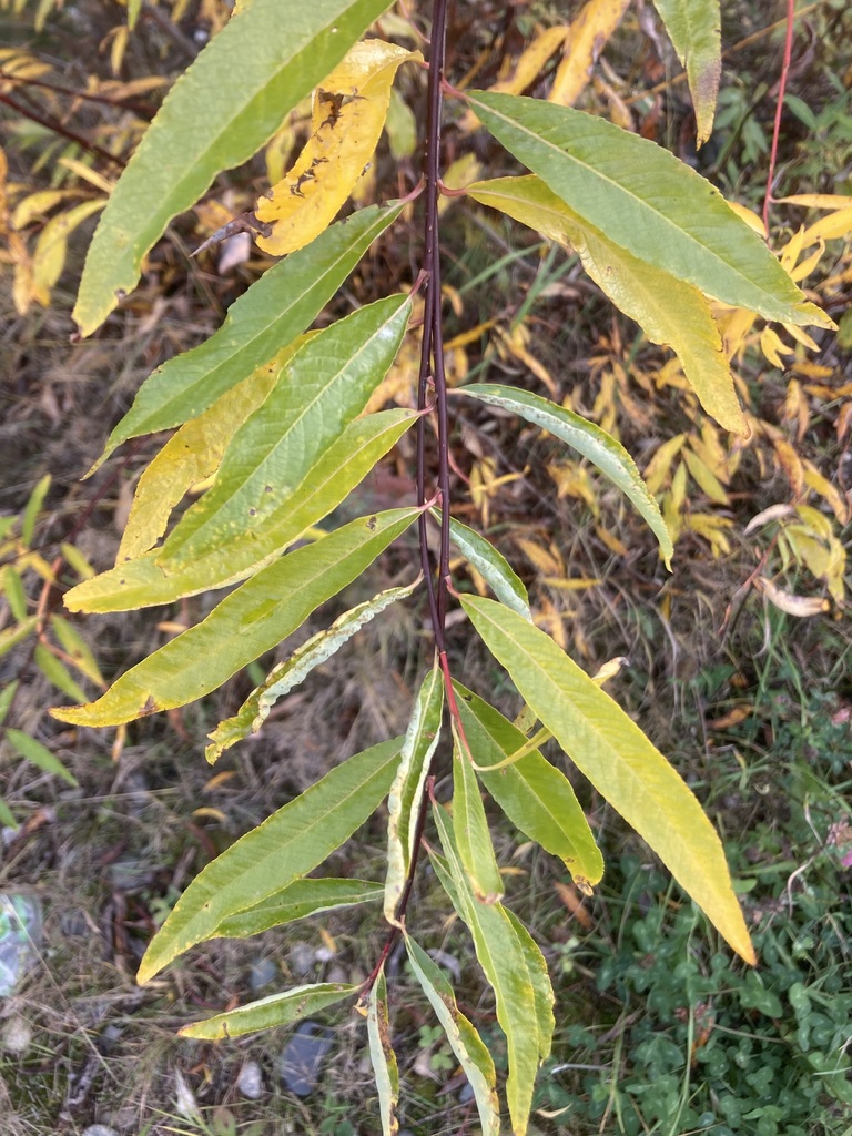 Arroyo Willow from Fairbanks North Star Borough, AK, USA on September
