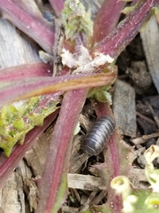 Armadillidium vulgare