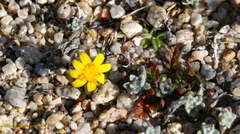 Eriophyllum wallacei