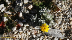 Eriophyllum wallacei