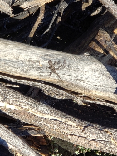 iNaturalist observation photo of Western Fence Lizard