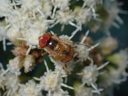 iNaturalist observation photo of Six-spotted Bromeliad Fly