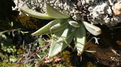 Dudleya abramsii