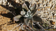 Dudleya abramsii