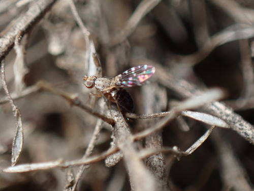 iNaturalist observation photo of Trixoscelis polita