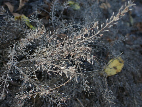 iNaturalist observation photo of Hairypod Pepperweed