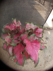 Caladium bicolor