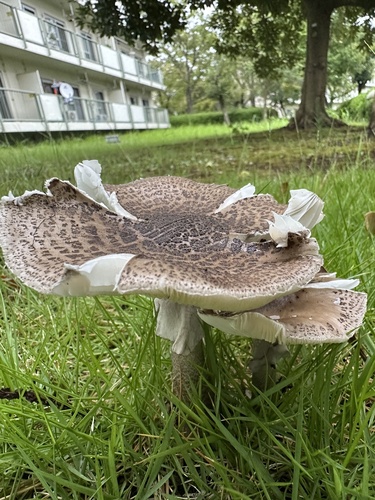 観察された菌類