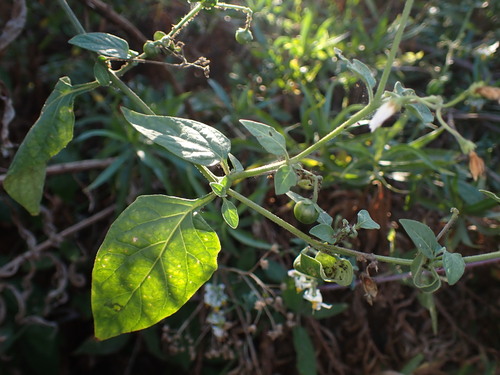 iNaturalist observation photo of greenspot nightshade