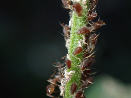 iNaturalist observation photo of Aphis