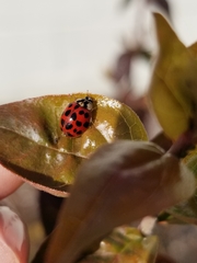 Harmonia axyridis