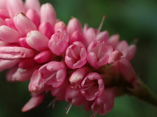iNaturalist observation photo of longroot smartweed