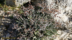 Dudleya abramsii