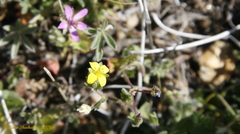 Tropidocarpum gracile