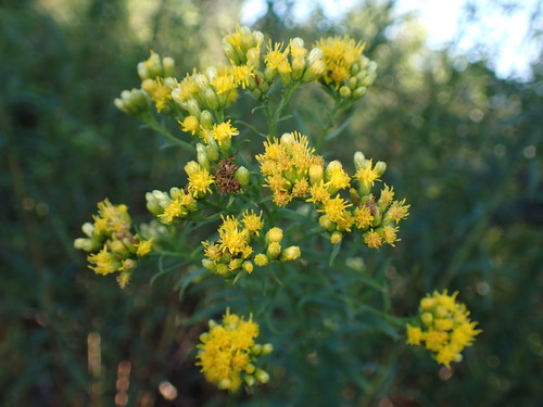 iNaturalist observation photo of western goldenrod