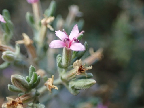 iNaturalist observation photo of Alkali Heath