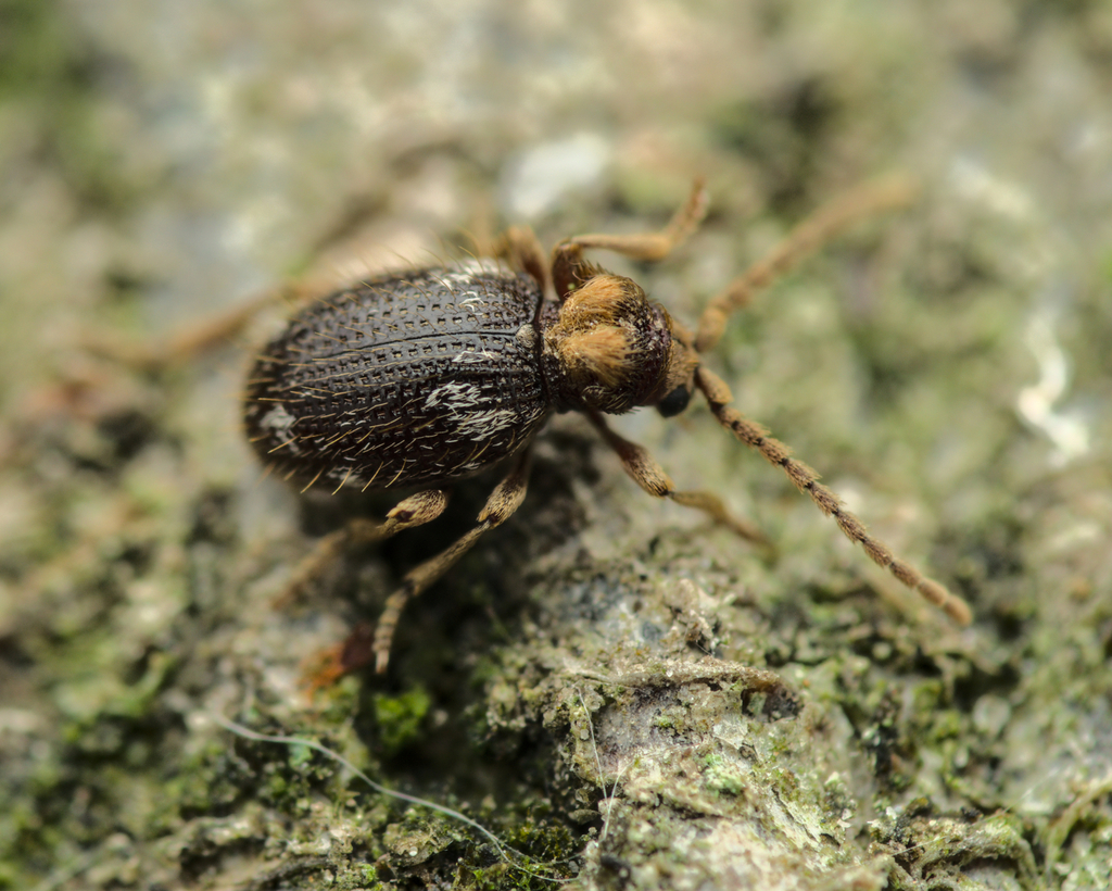 Ptinus bidens
