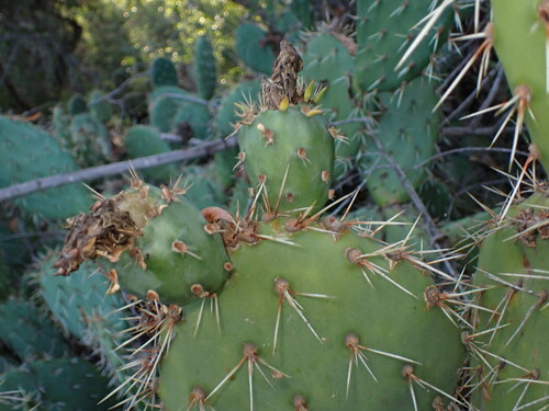 iNaturalist observation photo of Prickly Pears