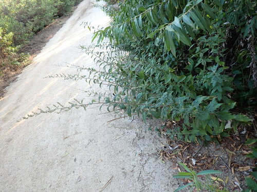 iNaturalist observation photo of California mugwort